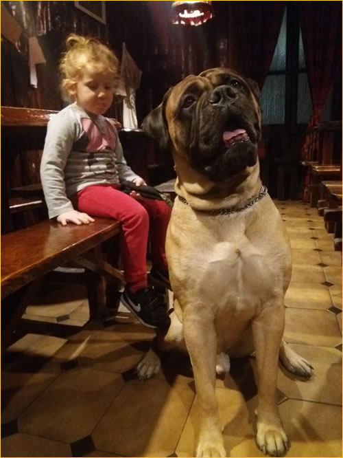 Femmina Fila Brasileiro Un Cane Guardiano Mastino Brasiliano Foto