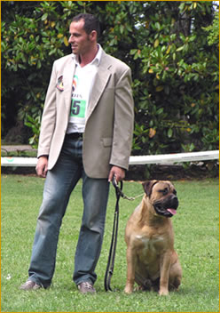 Maximus dei Silvanbull